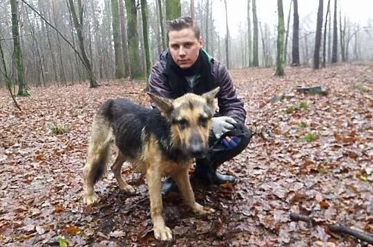 Rikko, przepiękny pies w typie OWCZARKA NIEMIECKIE