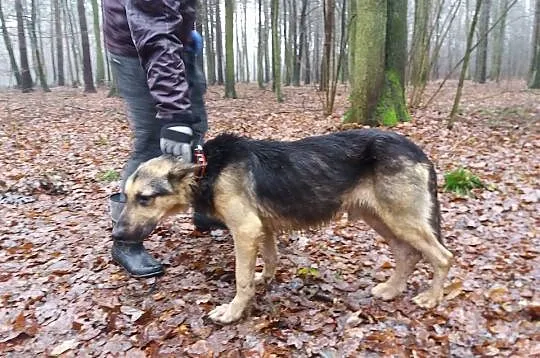 Rikko, przepiękny pies w typie OWCZARKA NIEMIECKIE