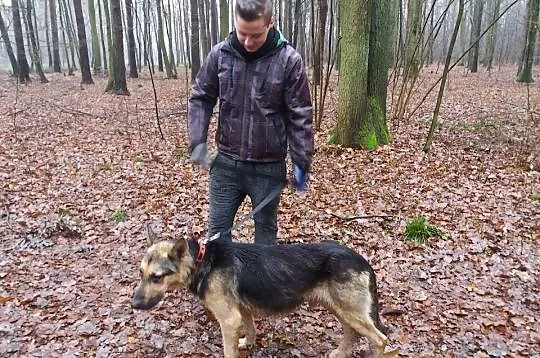 Rikko, przepiękny pies w typie OWCZARKA NIEMIECKIE