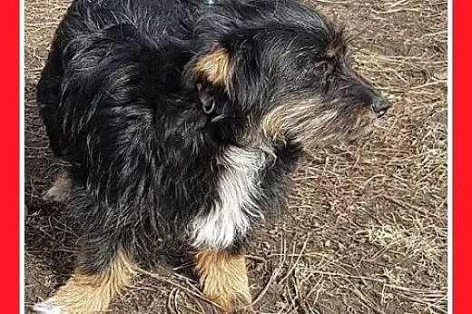 PUSIA,mała,łagodna,tulaśna suczka płacze w schroni