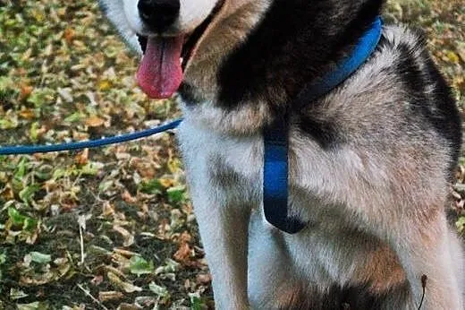 Młoda, grzeczna i przyjazna suczka husky pozostawiona na pewną śmierć,  Kundelki cała Polska