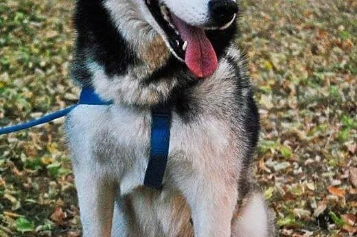 Młoda, grzeczna i przyjazna suczka husky pozostawi
