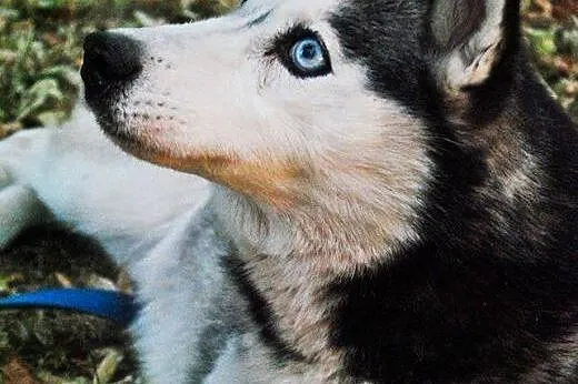 Młoda, grzeczna i przyjazna suczka husky pozostawi