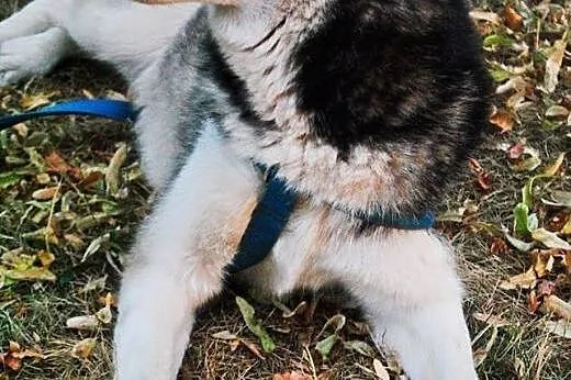 Młoda, grzeczna i przyjazna suczka husky pozostawi