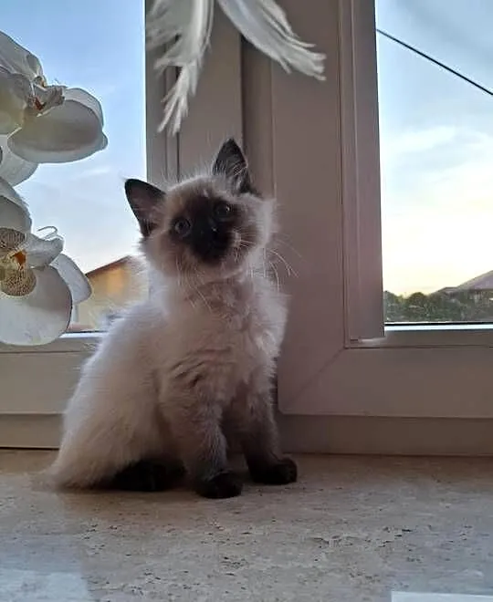 Koteczka Ragdoll FPL, Świętokrzyskie, Busko-Zdrój