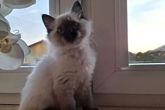 Koteczka Ragdoll FPL, Świętokrzyskie, Busko-Zdrój