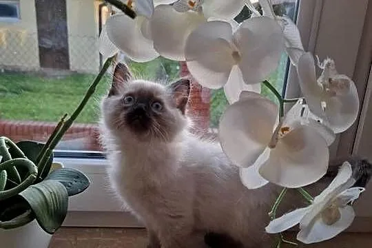 Koteczka Ragdoll FPL, Świętokrzyskie, Busko-Zdrój