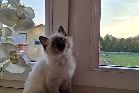 Koteczka Ragdoll FPL, Świętokrzyskie, Busko-Zdrój