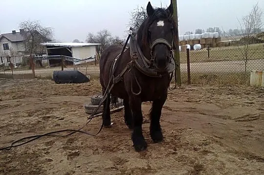 Klacz zaprzęgana