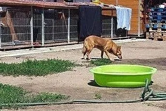 Nieśmiała Foksi szuka domu,  wielkopolskie Konin