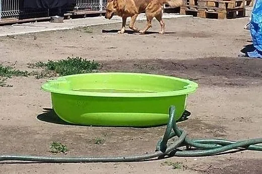Nieśmiała Foksi szuka domu,  wielkopolskie Konin