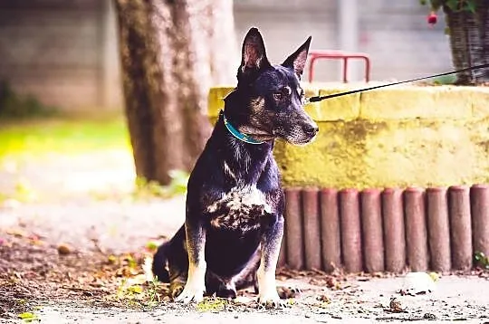 Młody Skrzat, wesoły, towarzyski i niekonfliktowy, Mazowieckie, Warszawa