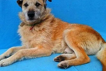 WOJTUŚ - cudowny psiak o idealnym charakterze do adopcji,  mazowieckie Warszawa