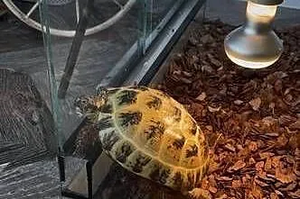 Żółw stepowy 3 letni z terrarium, Śląskie, Gliwice