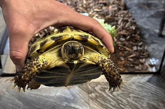 Żółw stepowy 3 letni z terrarium, Śląskie, Gliwice