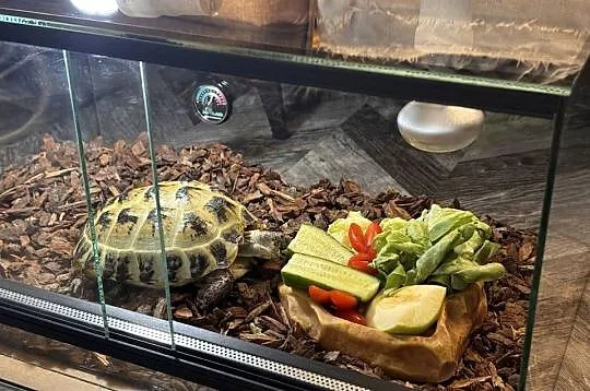 Żółw stepowy 3 letni z terrarium, Śląskie, Gliwice