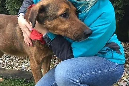 Misio przytulasek, niekonfliktowy psiak z wielkim sercem ADOPCJA,  Kundelki cała Polska, 