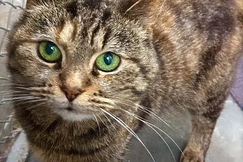 Luka