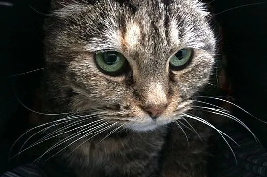 Luka