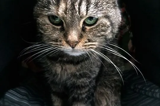 Luka