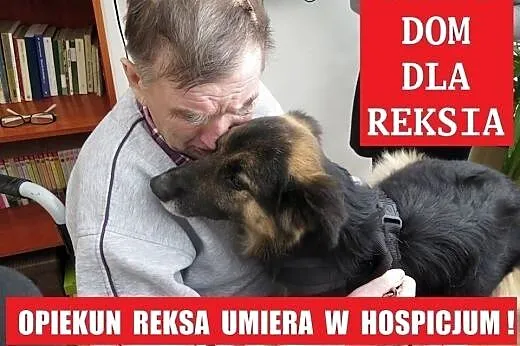 Cała Polska szuka domu dla Reksa! Pełna mobilizacj