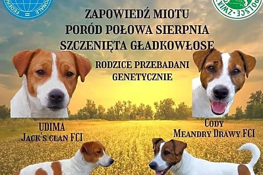 Jack Russell Terrier FCI / ZKwP zapowiedź miotu sierpień (szczeniak)