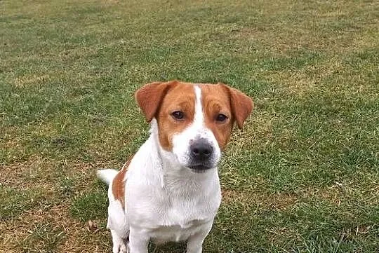 Jack Russell Terrier FCI / ZKwP zapowiedź miotu sierpień (szczeniak), Dolnośląskie, Ząbkowice Śląskie