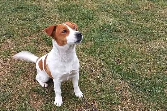 Jack Russell Terrier FCI / ZKwP zapowiedź miotu sierpień (szczeniak), Dolnośląskie, Ząbkowice Śląskie