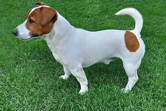 Jack Russell Terrier FCI / ZKwP zapowiedź miotu sierpień (szczeniak), Dolnośląskie, Ząbkowice Śląskie