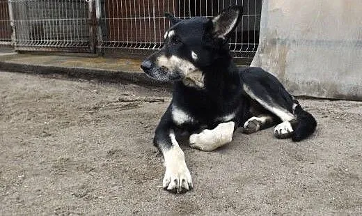 Przyjacielski psiak Nodi szuka domu, dolnośląskie