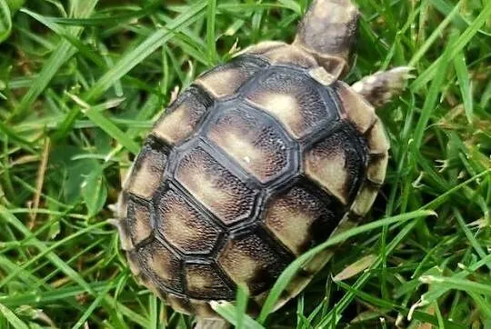 Żółw grecki (Testudo hermanni) - sprzedam