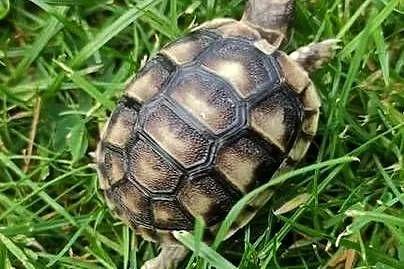 Żółw grecki (Testudo hermanni) - sprzedam, Śląskie, Dąbrowa Górnicza
