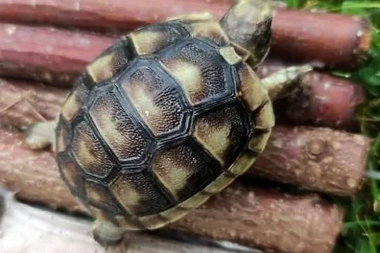 Żółw grecki (Testudo hermanni) - sprzedam, Śląskie, Dąbrowa Górnicza