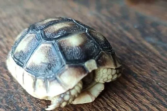 Żółw grecki (Testudo hermanni) - sprzedam, Śląskie, Dąbrowa Górnicza