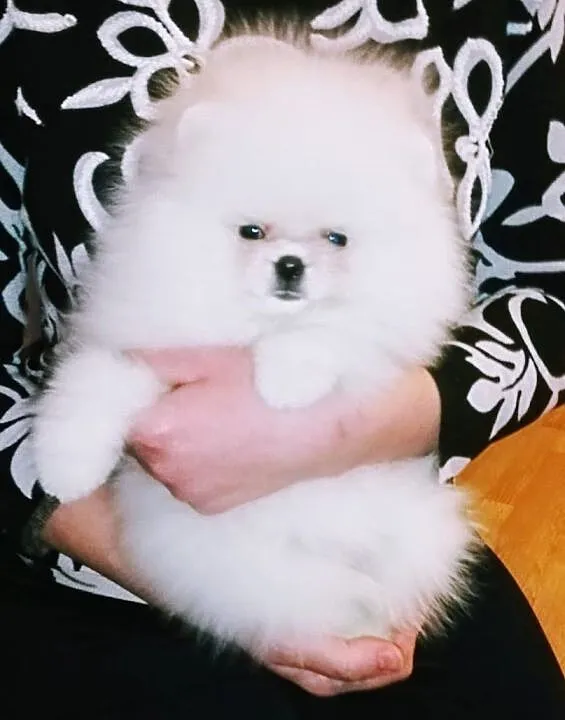 Suczka - Pomeranian Creamy - Rodowód IHR ! CZIP, , Wrocław