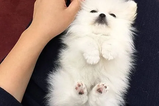 Suczka - Pomeranian Creamy - Rodowód IHR ! CZIP, , Wrocław