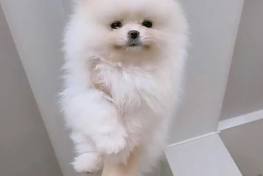 Suczka - Pomeranian Creamy - Rodowód IHR ! CZIP, , Wrocław