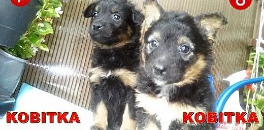 5 Maluszków czeka na domki stałe , mazowieckie Wa