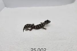 Gekon żmijowy