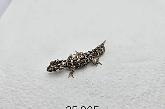 Gekon żmijowy, Śląskie, Zawiercie