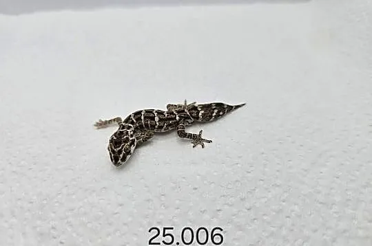 Gekon żmijowy, Śląskie, Zawiercie