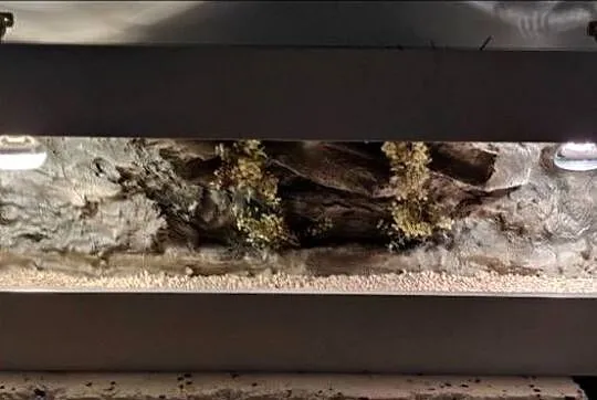 Okazja terrarium dla gekona lamparciego agamy brodatej