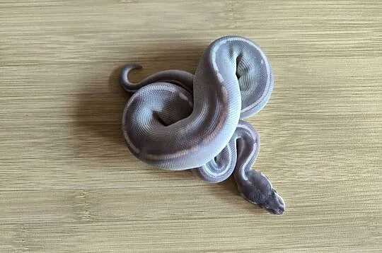 Pyton królewski Mahogany Mojave Phantom samica