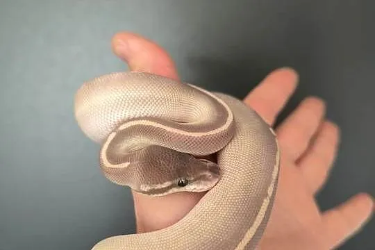 Pyton królewski Mahogany Mojave Phantom samica, Mazowieckie, Makowiec