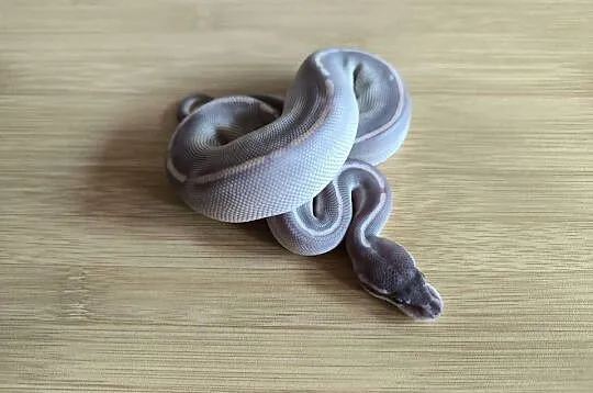 Pyton królewski Mahogany Mojave Phantom samica, Mazowieckie, Makowiec