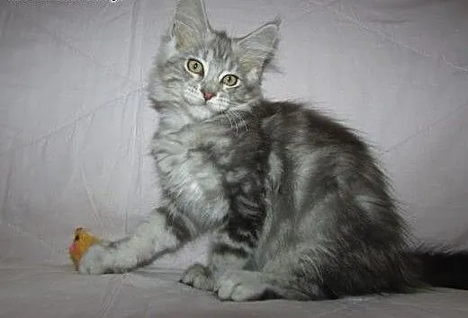 MAINE COON - piękne, rasowe, rodowodowe kocięta,