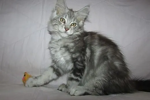 MAINE COON - piękne, rasowe, rodowodowe kocięta,  
