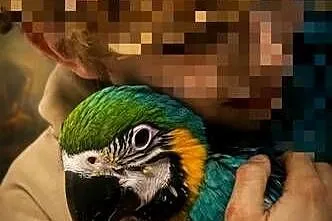 Papuga Ara Ararauna ręcznie karmiona, Opolskie, Kietrz