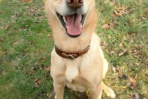 Roześmiana Tara do adopcji :),  dolnośląskie Jelenia Góra