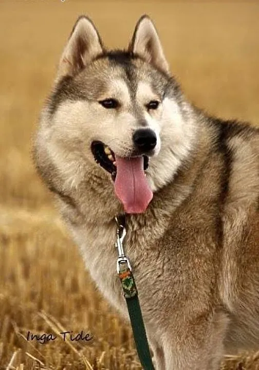 Wspaniały pies Belfer w typie husky szuka opiekuna